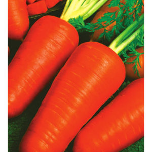 Морковь Шантенэ 2461 2,0 г серия Традиция