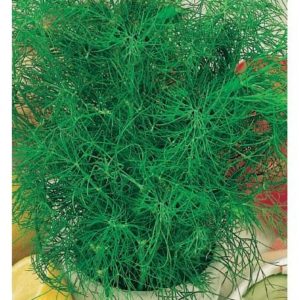 Укроп Лесногородский 3,0 г сер. Огород без хлопот