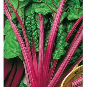 Мангольд Алый 2,0 г