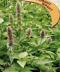 Лофант Франт 0,3 г