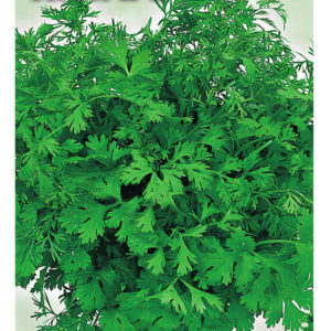 Кориандр Янтарь 2,0 г серия Традиция