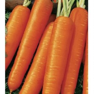 Морковь Нантская 4