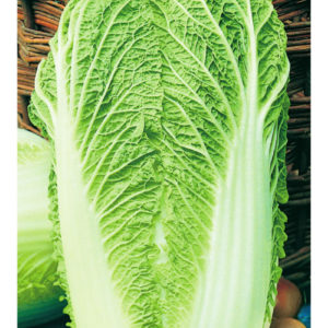 Капуста пекинская Ника F1 0,3 г