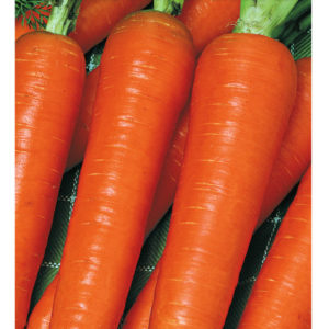 Морковь Лосиноостровская 13 2,0 г сер. Традиция