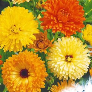 Календула Фиеста Гитана 0,5 г. серия Устойчив к заморозкам!