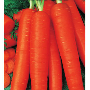 Морковь Бессердцевинная (Лонге Роте) 2,0 г