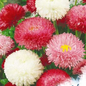 Маргаритка Радуница* смесь 0,1 г DH серия Устойчив к заморозкам !