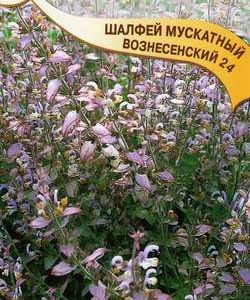 Шалфей Мускатный Вознесенский 24 0,3 г