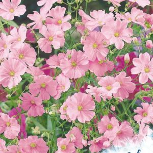 Гипсофила изящная, Роза 0,5 г серия Устойчив к заморозкам !