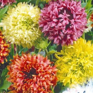 Гайлардия Лоренциана, смесь 0,2 г серия Устойчив к заморозкам !