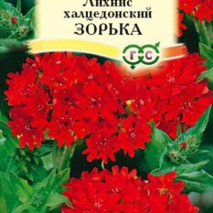 Лихнис халцедонский Зорька* 0,1 г