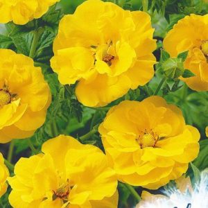 Гравилат Аурелия чилийский 0,1 г серия Устойчив к заморозкам !