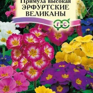 Примула Эрфуртские великаны* 20 шт.