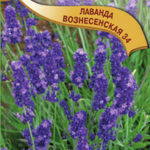 Лаванда узколистная Вознесенская* 34 0,05 г