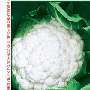 Капуста цветная Малимба F1 10 шт.(Голландия)