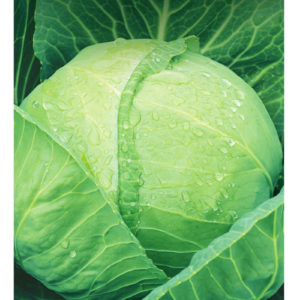 Капуста белокоч. Июньская 0,5 г ранняя сер. Традиция