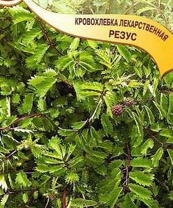 Кровохлёбка Резус 15 шт.