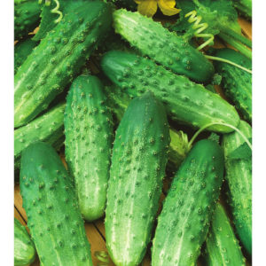 Огурец Журавленок F1 10 шт.