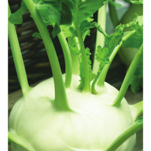 Капуста кольраби Венская белая 1350 0,5 г сер. Традиция