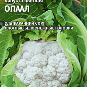 Капуста цветная Опаал 15 шт.(Голландия)