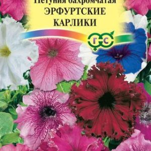 Петуния Эрф.карлики бахр.* 20 шт.