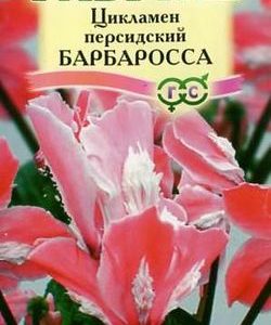 Цикламен Барбаросса персидский* 3 шт.
