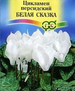 Цикламен Белая сказка персидский* 3 шт.