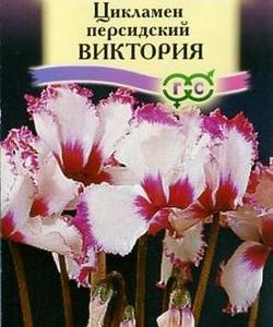 Цикламен Виктория персидский* 3 шт.