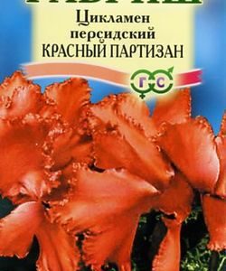 Цикламен Красный партизан персидский* 3 шт.