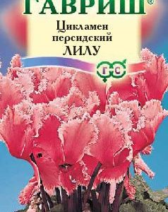 Цикламен Лилу персидский* 3 шт.