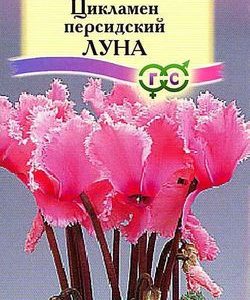Цикламен Луна персидский* 3 шт.