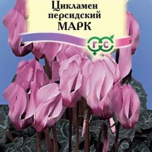 Цикламен Марк персидский* 3 шт.