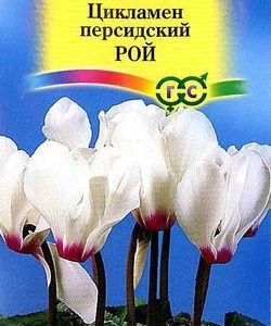 Цикламен Рой персидский * 3 шт.