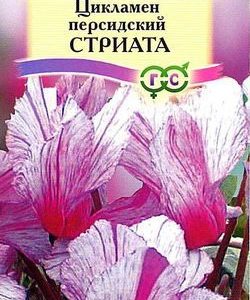 Цикламен Стриата персидский* 3 шт.