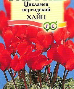 Цикламен Хайн персидский* 3 шт.
