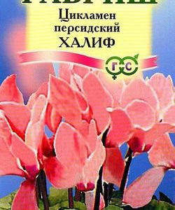 Цикламен Халиф персидский* 3 шт.