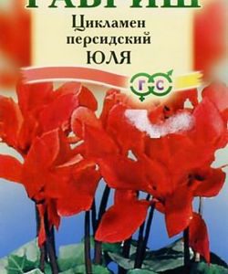 Цикламен Юля персидский * 3 шт.