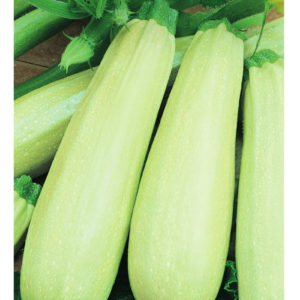 Кабачок Белогор F1 2 г