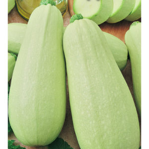 Кабачок Белоплодные 2 г серия Традиция