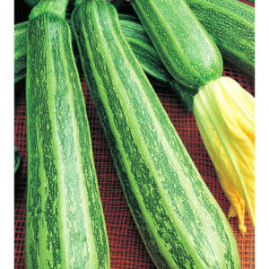 Кабачок Куанд 2 г