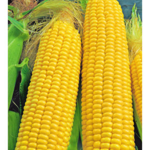 Кукуруза Заря 5 г