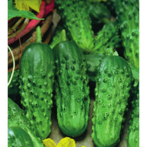 Огурец Кустовой 0,5 г сер. Огород без хлопот