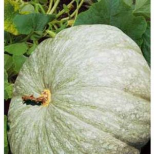 Тыква Лечебная 2,0 г