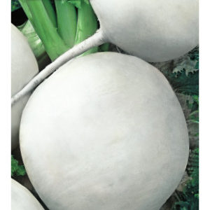 Дайкон Саша 1 г