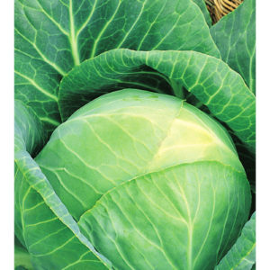 Капуста белокоч. Белорусская 455 0,5 г для квашения сер. Традиция