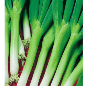 Лук батун Апрельский 1 г сер. Традиция