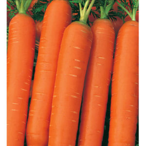 Морковь Витаминная 6 2,0 г сер. Огород без хлопот