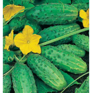 Огурец Ласточка 10 шт