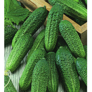 Огурец Либелле F1 0,5 г серия Традиция