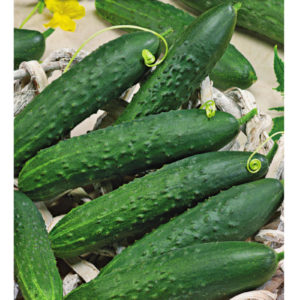 Огурец Феникс плюс 0,5 г